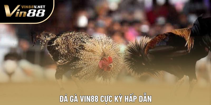 Đá gà VIN88 cực kỳ hấp dẫn Đá gà VIN88 cực kỳ hấp dẫn