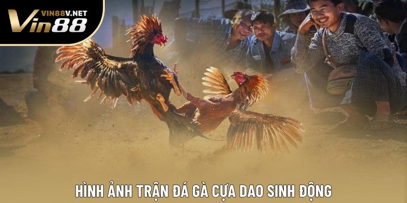 Hình ảnh trận đá gà cựa dao sinh động Hình ảnh trận đá gà cựa dao sinh động