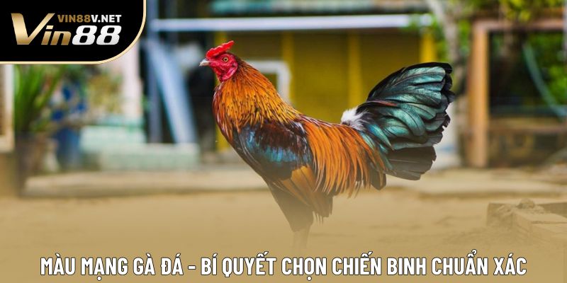 Màu Mạng Gà Đá - Bí Quyết Chọn Chiến Binh Chuẩn Xác