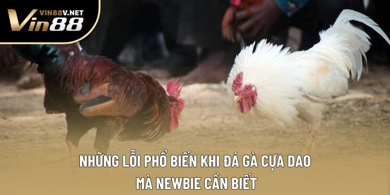 Những lỗi phổ biến khi đá gà cựa dao mà newbie cần biết Những lỗi phổ biến khi đá gà cựa dao mà newbie cần biết